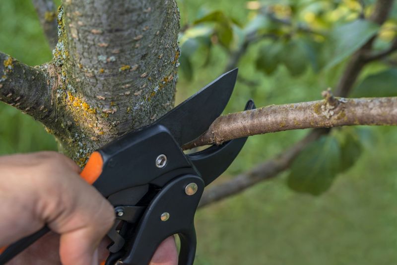 Tree Care and Maintenance